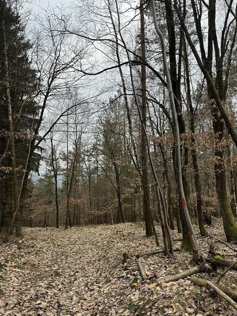 Prodej lesa 7168 m²
